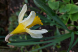 Narcissus pseudonarcissus RCP3-2021 (44).jpg